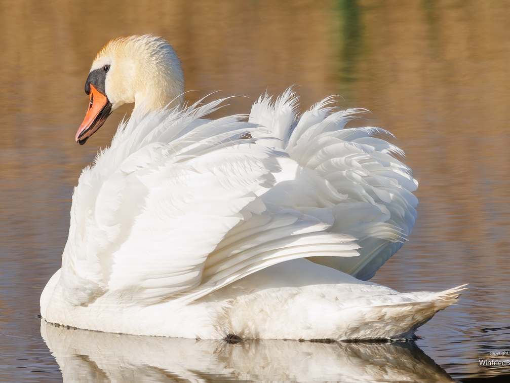 Höckerschwan